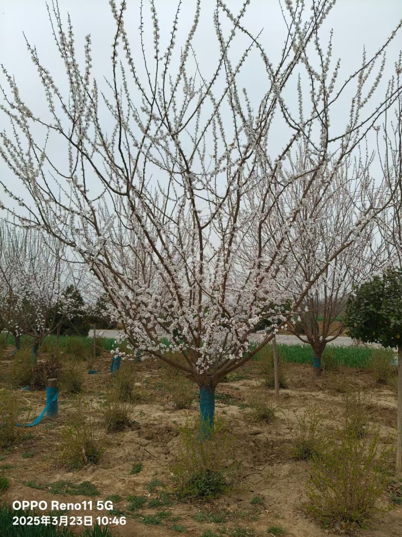 假植山杏树