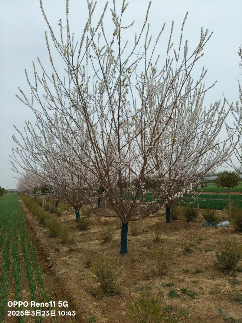 假植山杏树