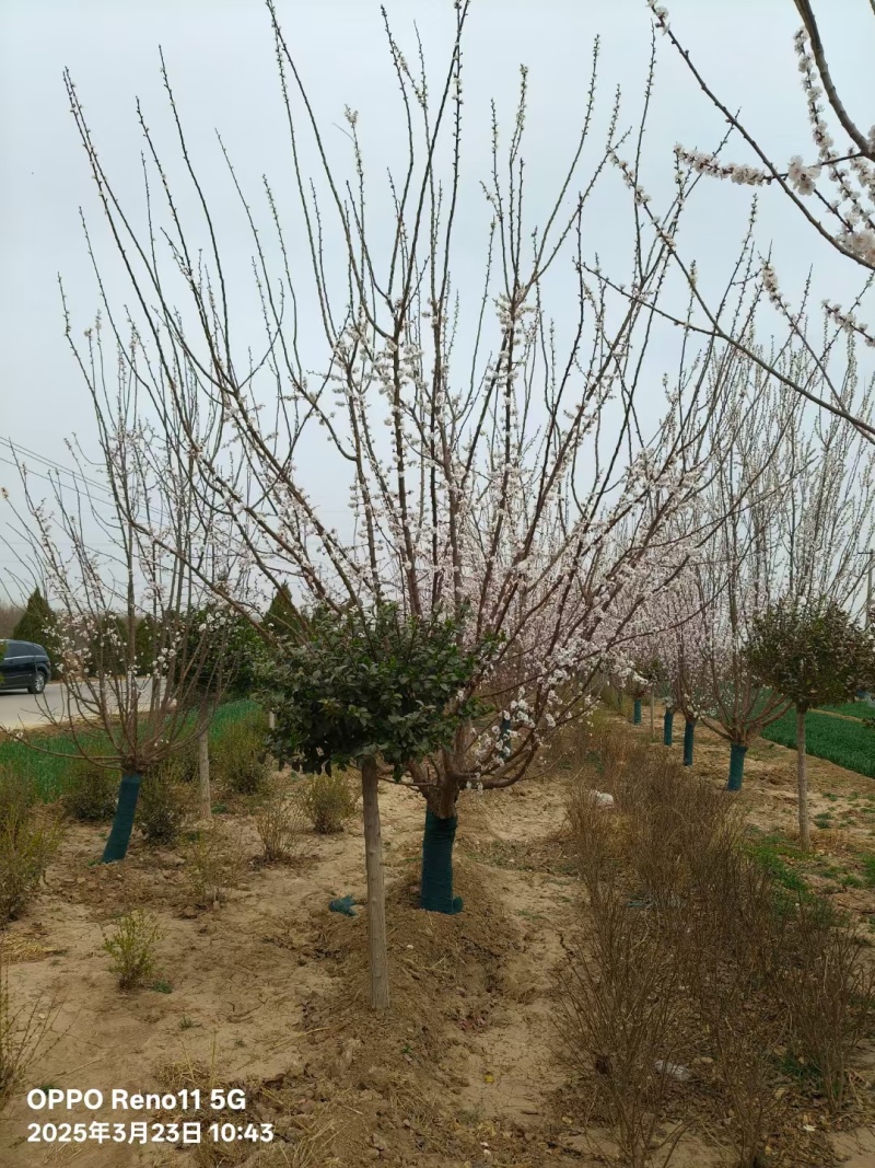 假植山杏树