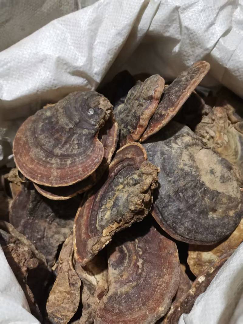 平盖灵芝自然生长干货量大优惠
