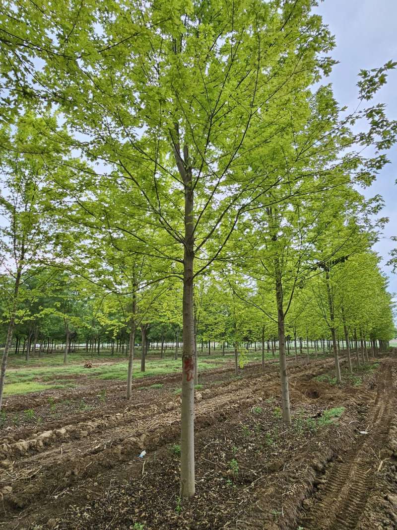 红枫，美国红枫，十月光辉，红冠秋火焰规格齐全5-30公分
