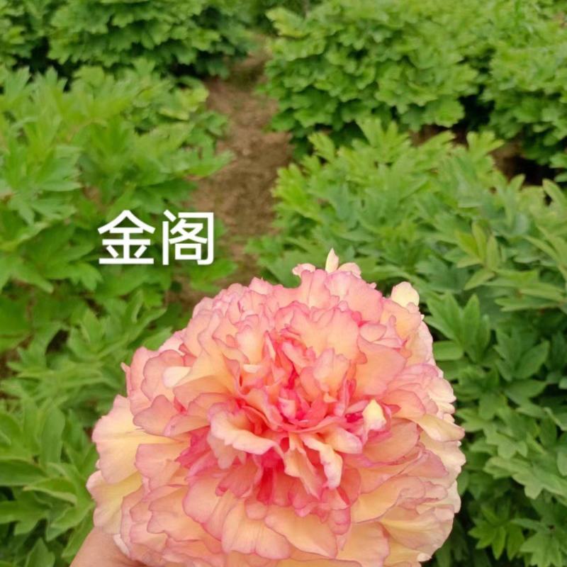 精品牡丹
