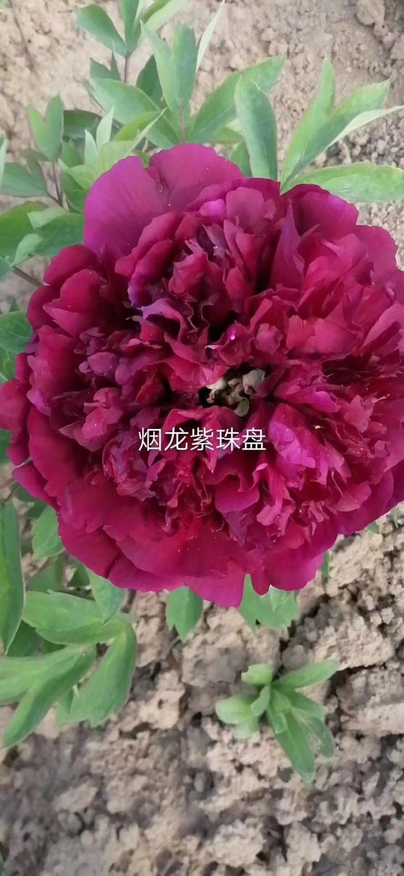 精品牡丹