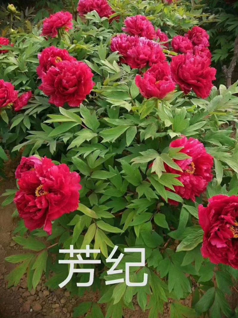 精品牡丹