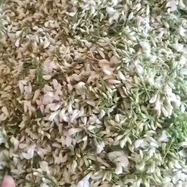 鲜槐花