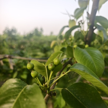 河南秋月梨翠玉梨