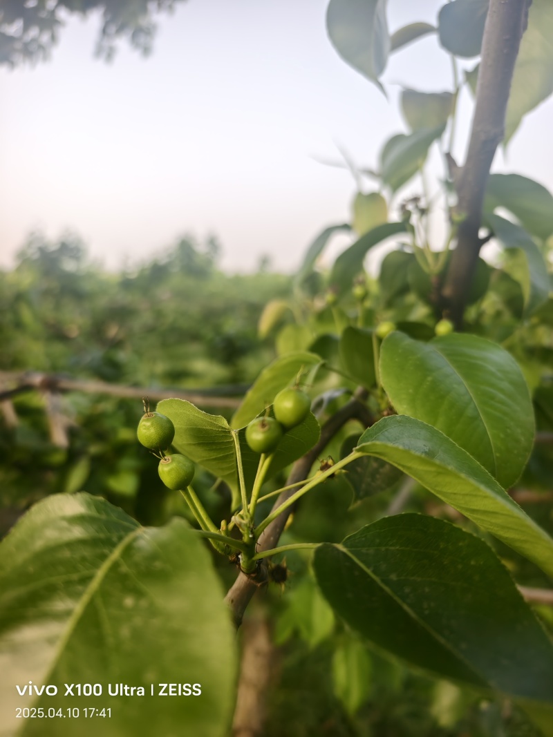 河南秋月梨翠玉梨