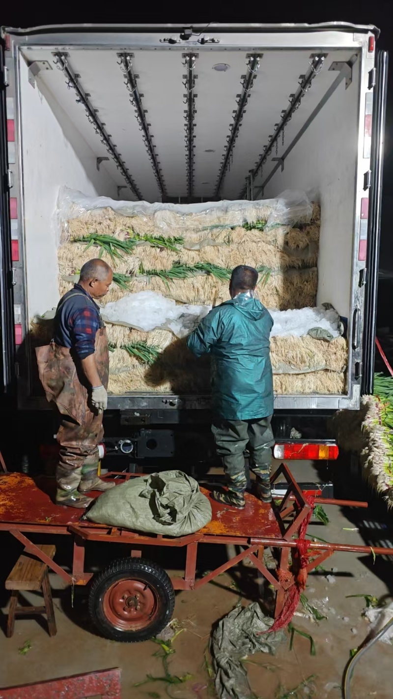 金乡红根蒜苗产地直供大量有货/质量好一手货源/全国发货