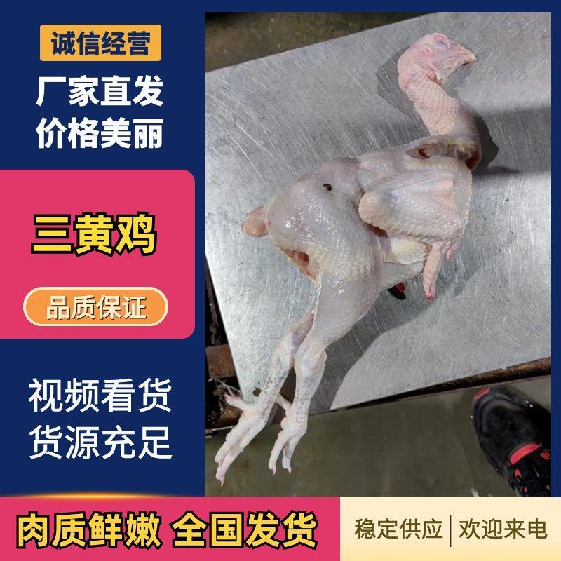 沧州白条鸡散养三黄鸡工厂直发质量保证欢迎选购