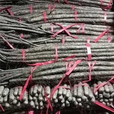 精品广西铁棍山药产地货源充足量大价优欢迎电话联系