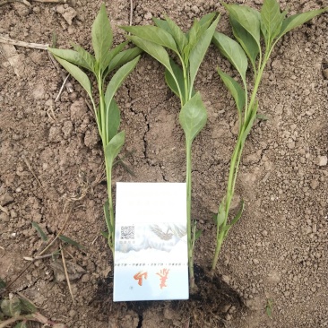 小米辣辣椒苗山东朝天椒苗，菜椒苗，线椒苗包回收