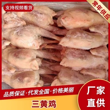 白条鸡三黄鸡冷链运输一手货源对接全国商超供应