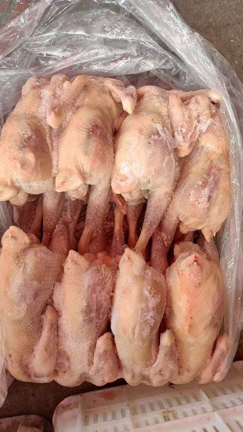 白条鸡三黄鸡冷链运输一手货源对接全国商超供应
