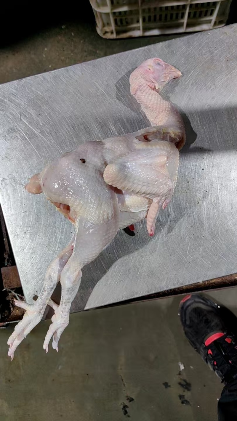 白条鸡三黄鸡冷链运输一手货源对接全国商超供应