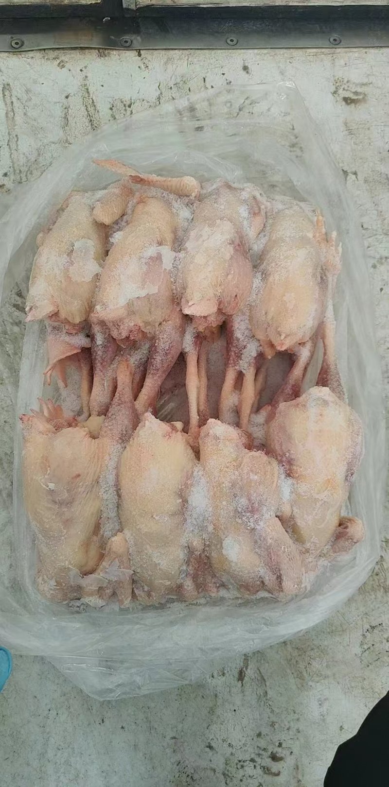 白条鸡三黄鸡冷链运输一手货源对接全国商超供应
