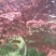 红枫，日本红枫，中国红枫，三季红，规格5-20公分