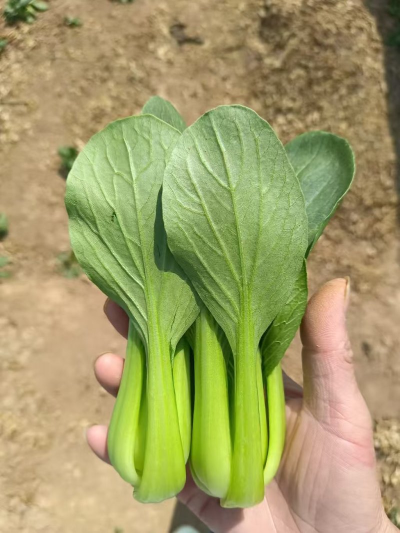 精品上海青