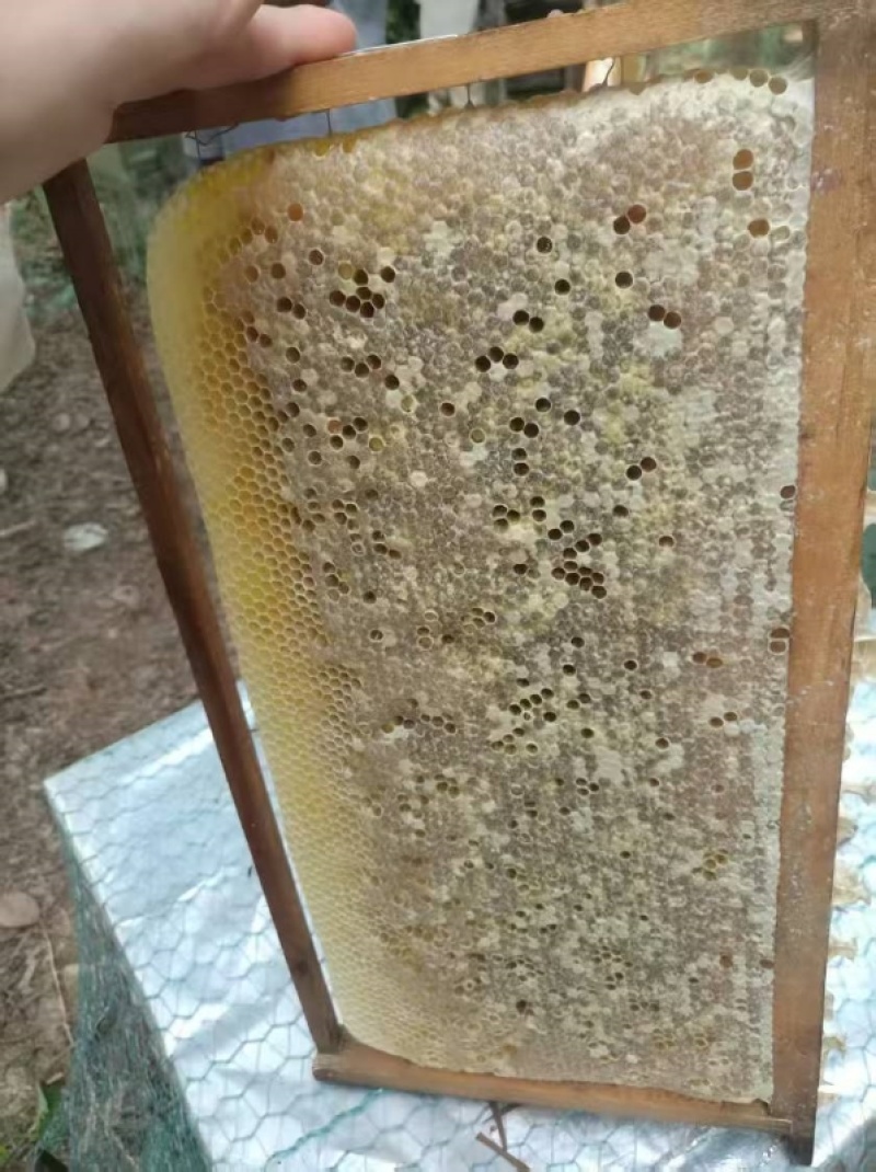 深圳冬蜂蜜蜂密代收代卖一件代发对接采购各大平台
