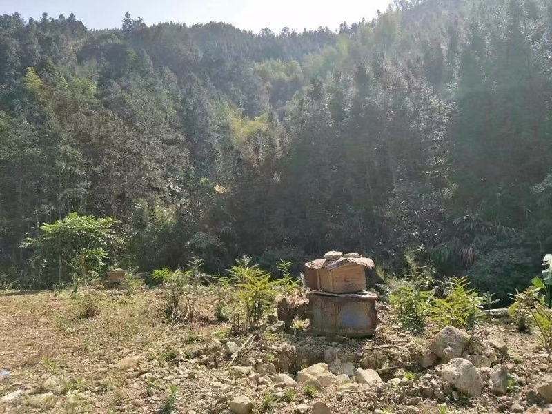 深圳冬蜂蜜蜂密代收代卖一件代发对接采购各大平台