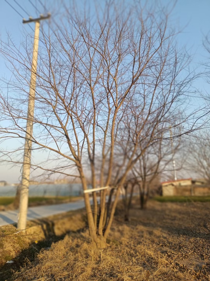 丛生朴树，拼栽朴树，原生丛生朴树，移栽丛生朴树，假植朴树