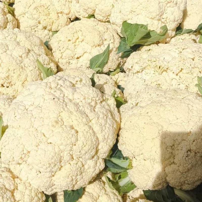 [精选]松花菜/新鲜质量过硬/价格合理全国发货对接超市
