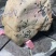 缅甸产地一手翡翠原石玉石供应品质保证欢迎各位老板来电