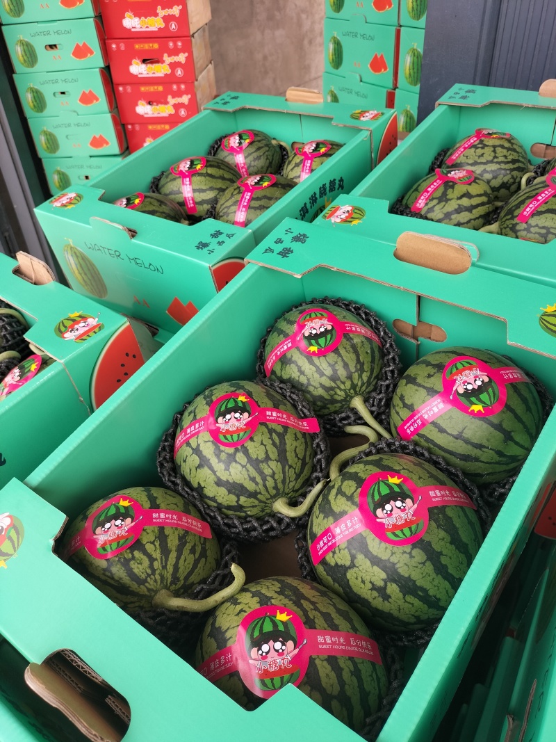 早春红玉小西瓜，手剥小糖丸无籽瓜2K小吊瓜，头茬瓜