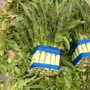 红叶窝笋！产地直发！手工精细！保质保量！欢迎下单！