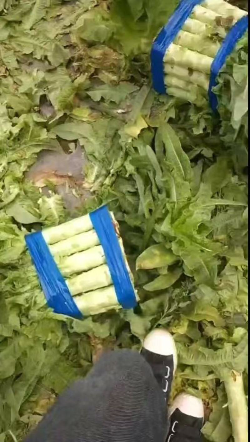 红叶窝笋！产地直发！手工精细！保质保量！欢迎下单！