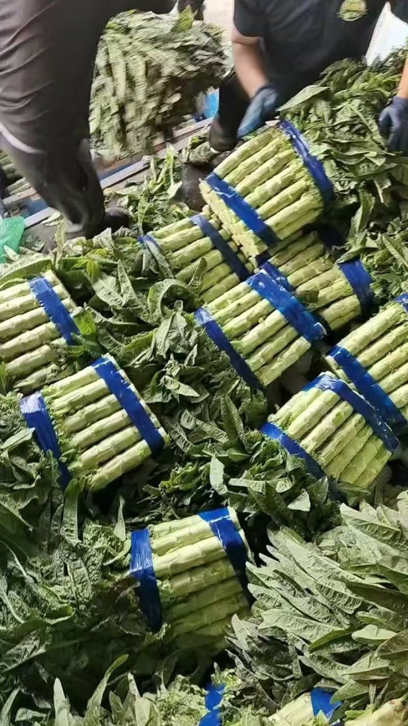 红叶窝笋！产地直发！手工精细！保质保量！欢迎下单！