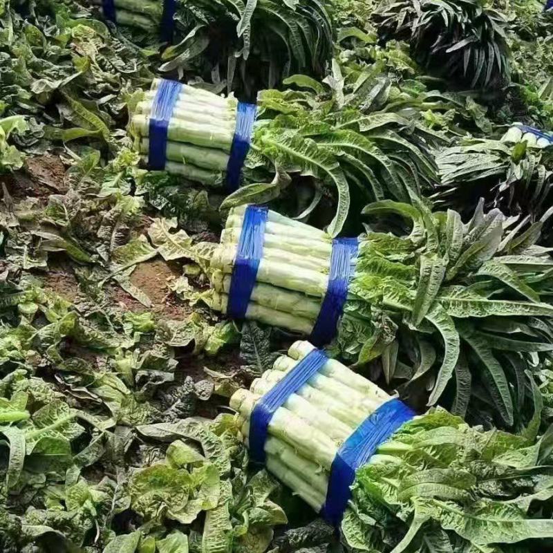红叶窝笋！产地直发！手工精细！保质保量！欢迎下单！
