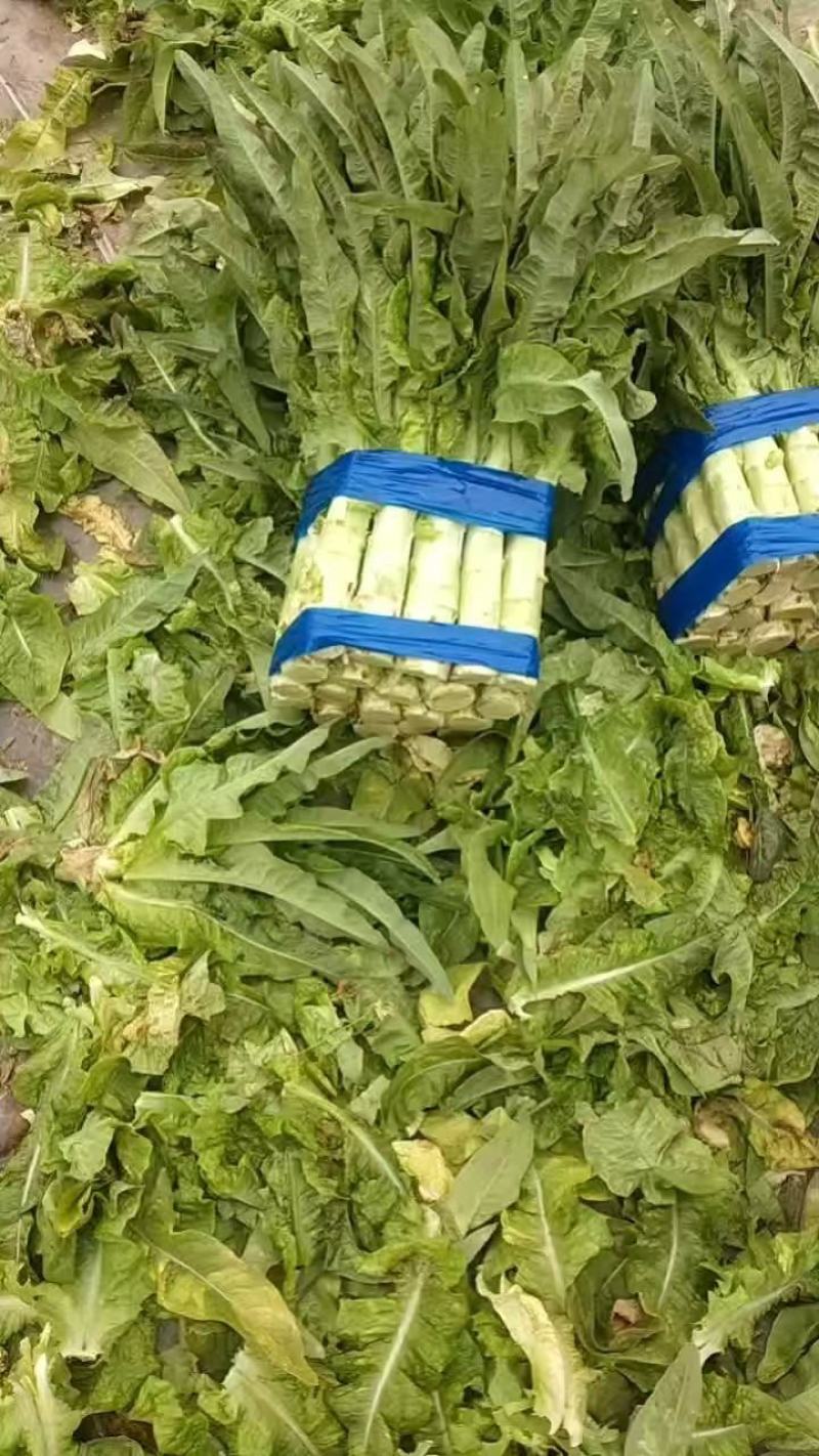 红叶窝笋！产地直发！手工精细！保质保量！欢迎下单！
