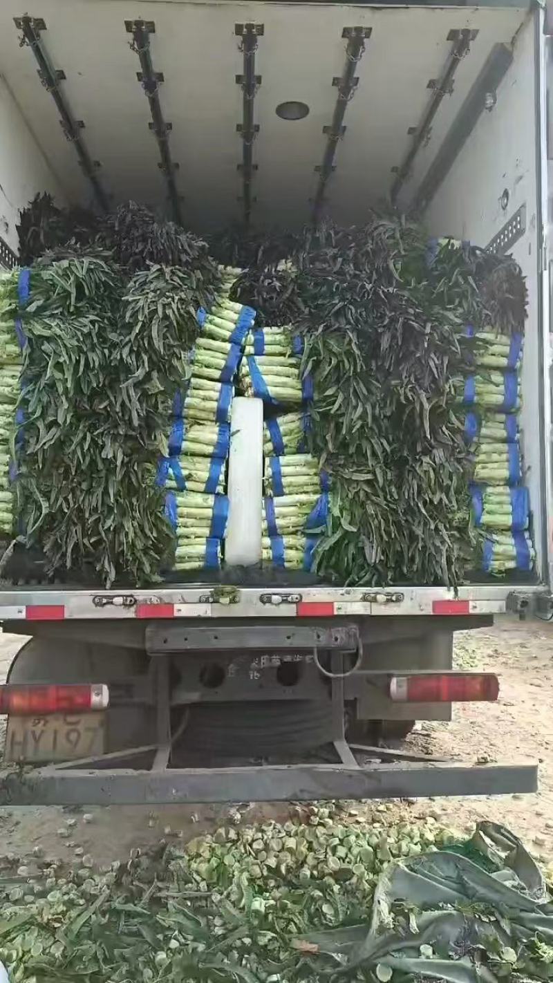 红叶窝笋！产地直发！手工精细！保质保量！欢迎下单！