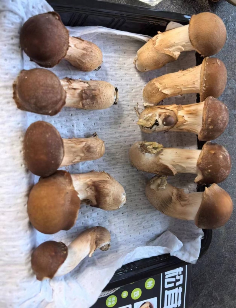 松茸生态松茸新鲜冷冻