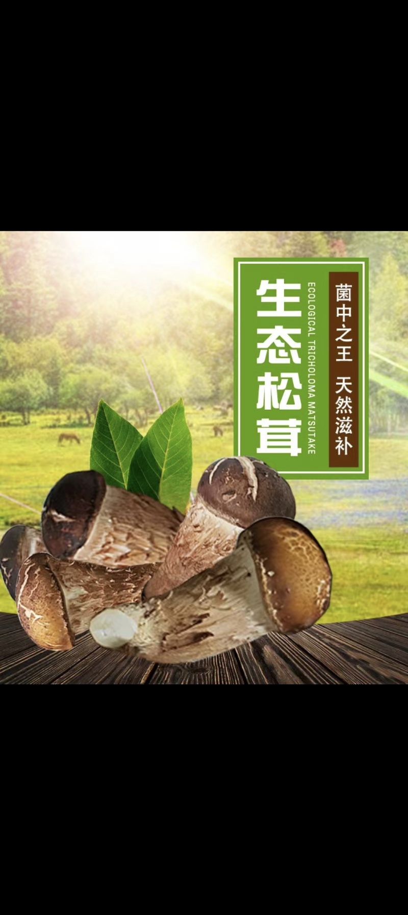 松茸生态松茸新鲜冷冻