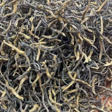 虫草：清水不加重没有科技和狠活纯西藏野生虫草。原产地发货