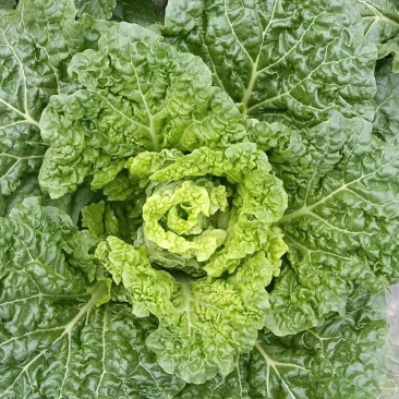 麻叶菜