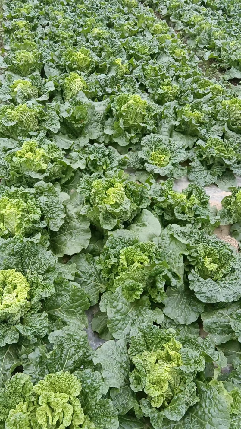 麻叶菜