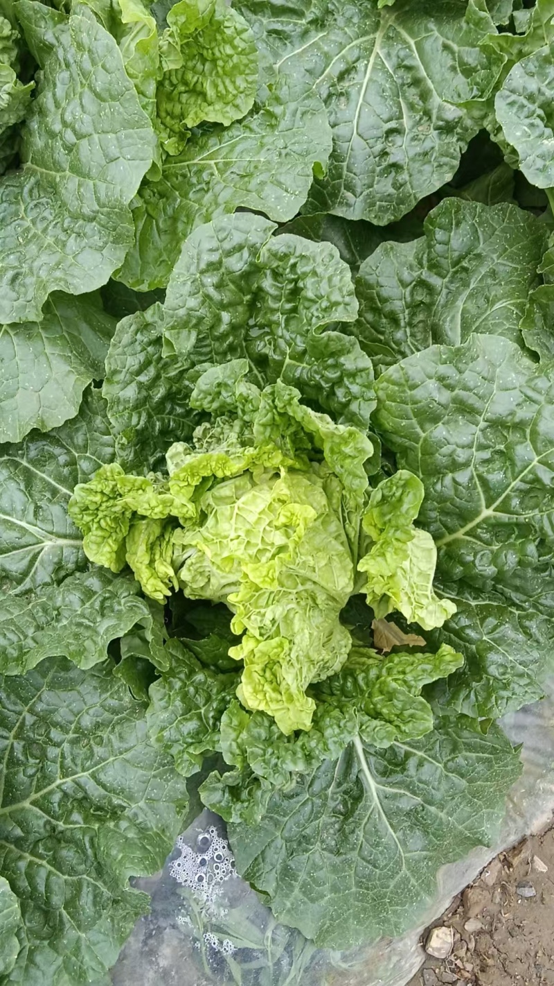 麻叶菜