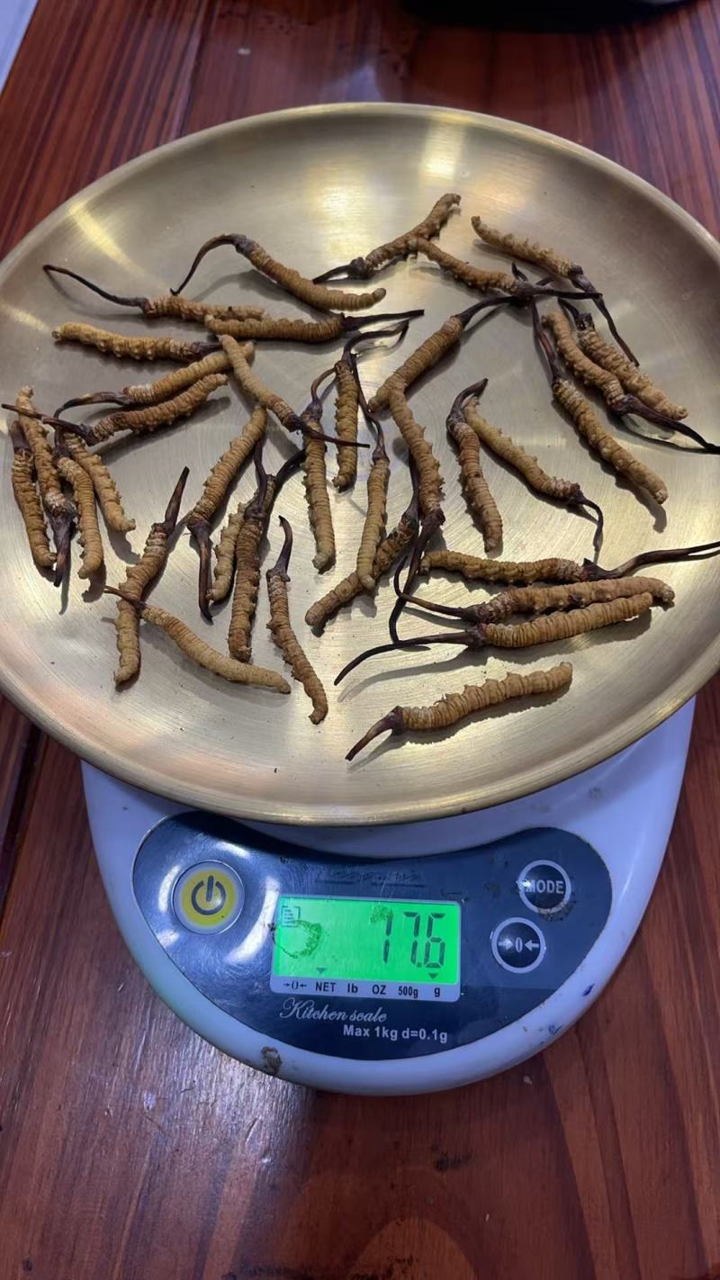 虫草：清水不加重没有科技和狠活纯西藏野生虫草。原产地发货