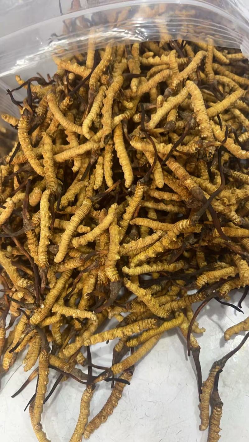 虫草：清水不加重没有科技和狠活纯西藏野生虫草。原产地发货
