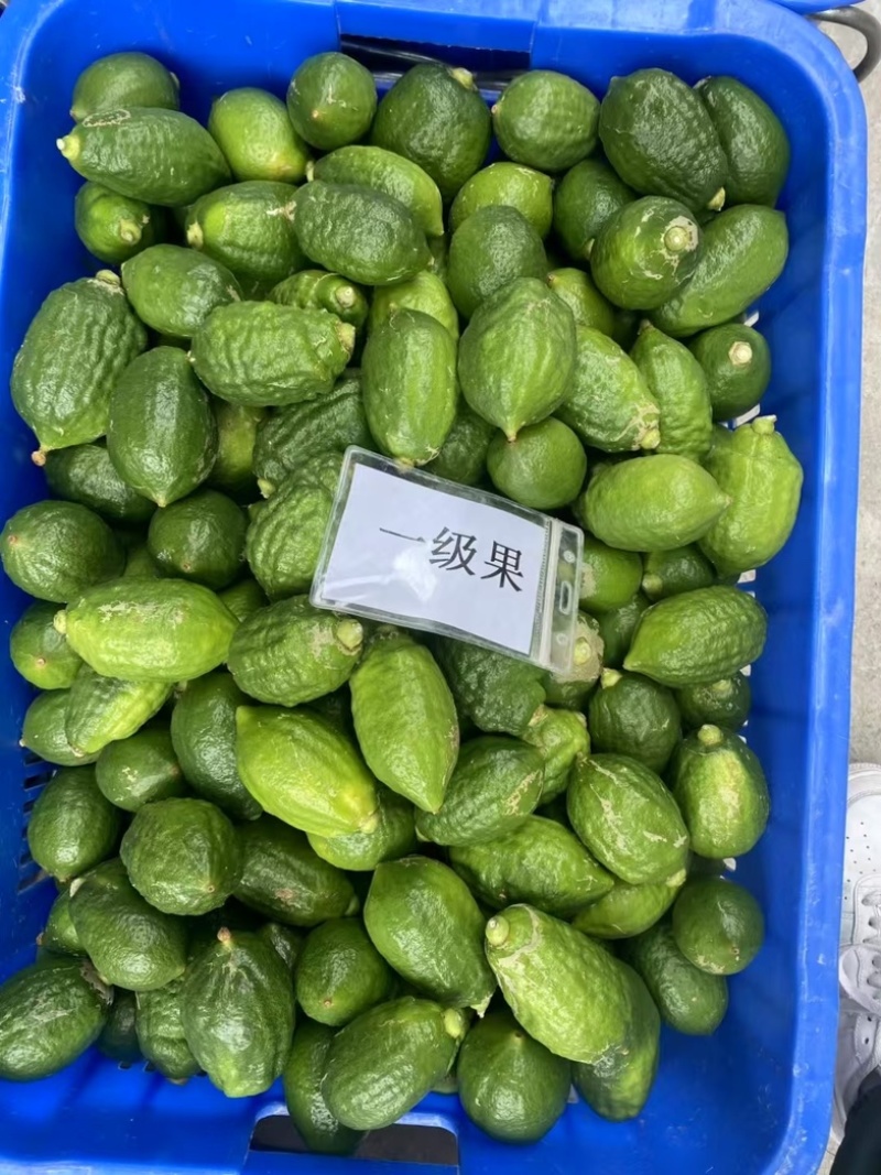 广东香水柠檬
