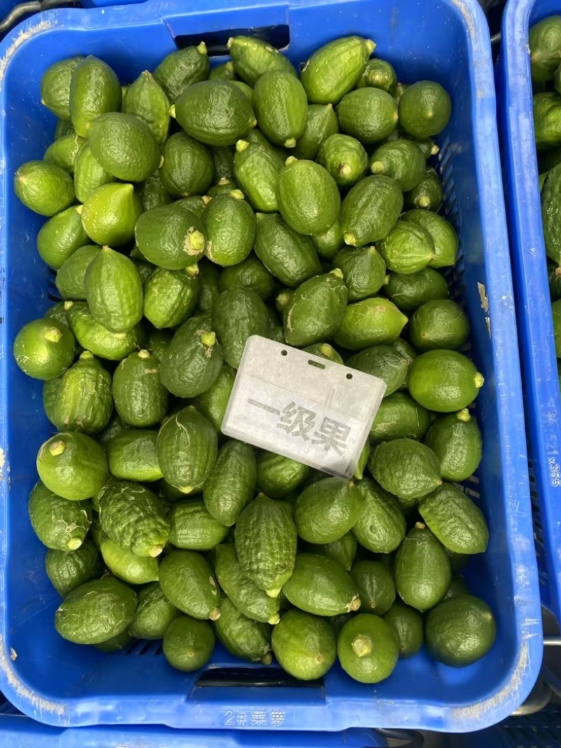 广东香水柠檬