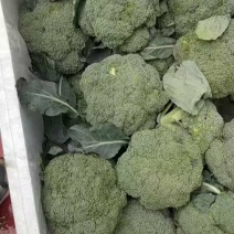 西兰花！产地直发！精品包装，储存加工保质保量！欢迎订购！