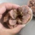 精品羊肚包肉大量供应，新鲜发货，河北厂家直发，量大从优。