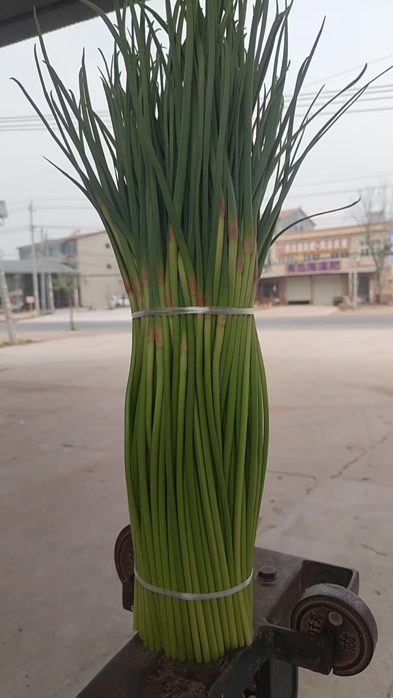 开封红帽蒜薹大量上市一手货源产地直发欢迎选购