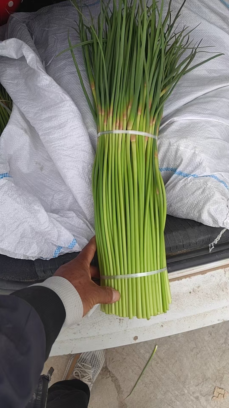 开封红帽蒜薹大量上市一手货源产地直发欢迎选购