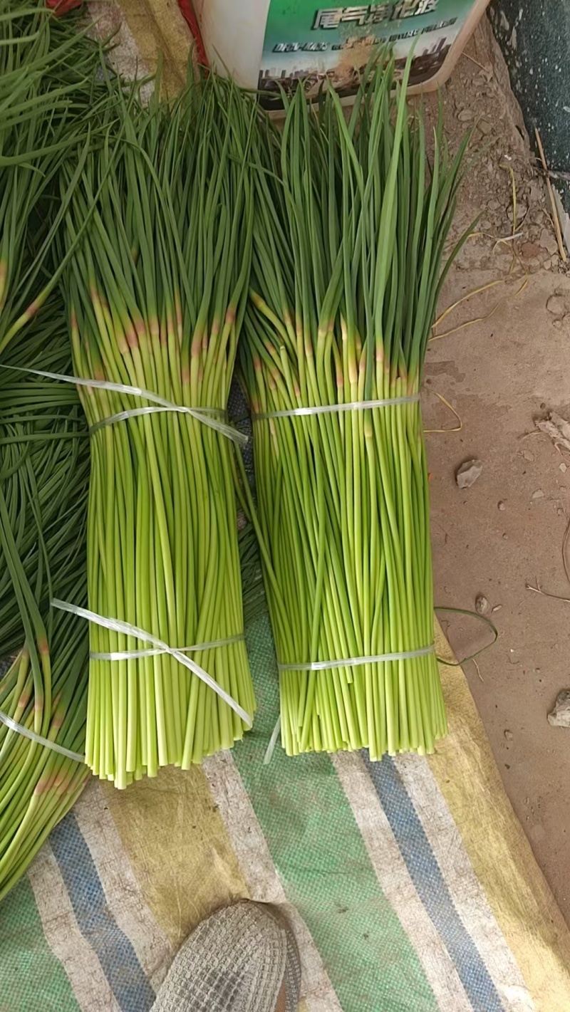 开封红帽蒜薹大量上市一手货源产地直发欢迎选购