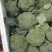 西兰花！产地直发！精品包装，储存加工保质保量！欢迎订购！