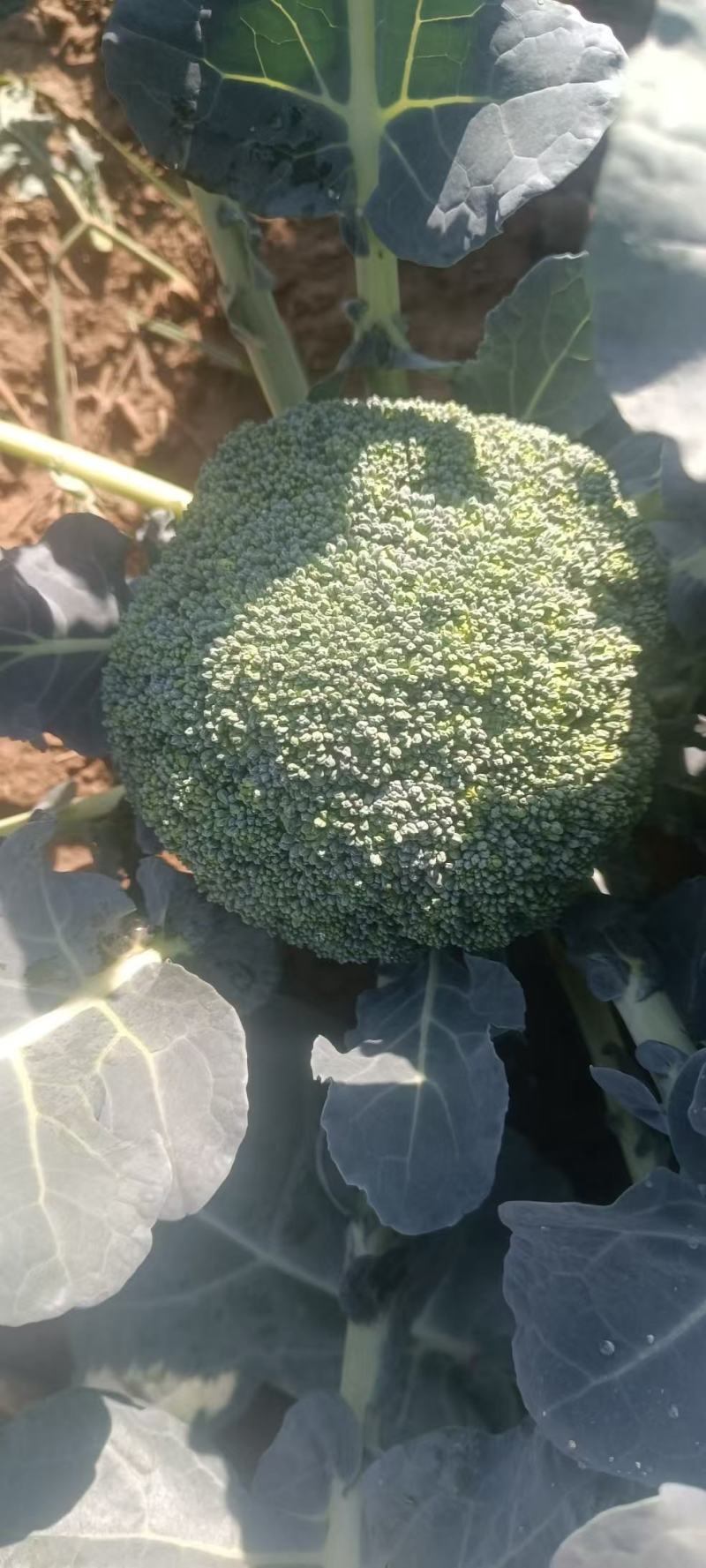 西兰花！产地直发！精品包装，储存加工保质保量！欢迎订购！